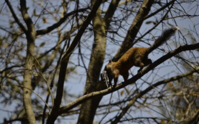 ¿Qué ardillas hay en los bosques de Quetzaltenango?